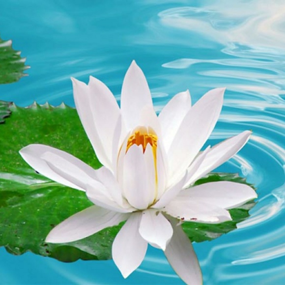 Welcome to 💚PEACE ON EARTH💚 closet - Picture 1 of 1